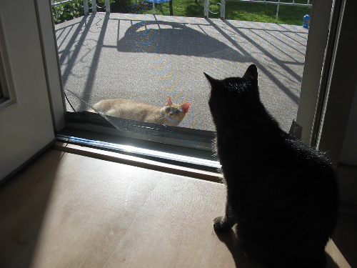 kittens.jpg